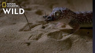 Sand Fish v Gecko  Dead By Dawn [upl. by Siari]