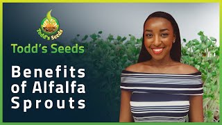 Benefits of Alfalfa Sprouts [upl. by Ahsitahs]