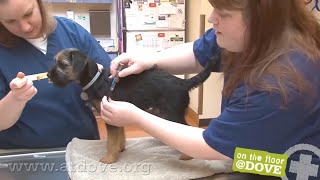 How to Administer Vaccines to Canine Patients [upl. by Brinna]