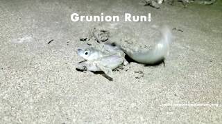 Grunion Run at Cabrillo Beach [upl. by Adela]