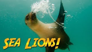 Sea Lions  JONATHAN BIRDS BLUE WORLD [upl. by Ylremik]