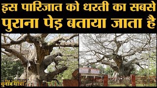 UP के Lucknow के पास इस Parijat की कहानी जानकर आप चौंक जाएंगे  Barabanki  mythological Story [upl. by Inod526]