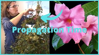 Part 2 How to Propagate  Propagating Dipladenia Mandevilla Vine Indoors [upl. by Chainey]