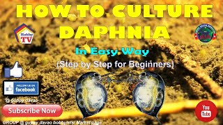 HOW TO CULTURE DAPHNIA In Easy Way [upl. by Olegnaed]