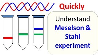 Meselson and Stahl experiment [upl. by Aurelia]