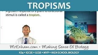 Coordination and Response  Plants  Tropisms  GCSE Biology 91 [upl. by Anatol]