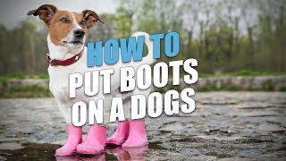 How to Put Boots On a Dog Without Any Hassle [upl. by Heiskell]