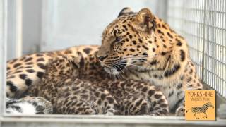 Yorkshire Wildlife Park  Amur Leopard Cubs and Conservation [upl. by Asset]