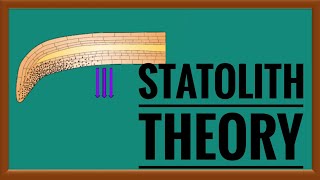 Statolith theory of Gravitropism  geotropism [upl. by Enad957]