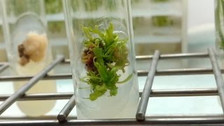 Plant Tissue Culture in 3 minutes [upl. by Cynar139]