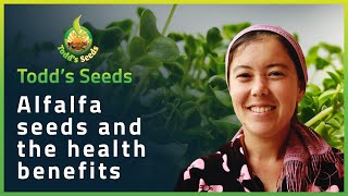 Alfalfa Seeds and the Health Benefits [upl. by Vinna]