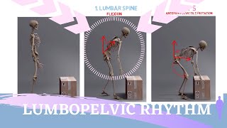 LUMBOPELVIC RHYTHM ANIMATION  Sequence and Range of Motion Explained [upl. by Robillard41]