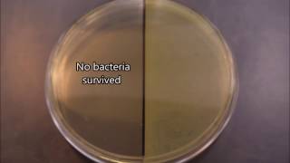 UV effects on bacteria timelapse [upl. by Yadsendew]