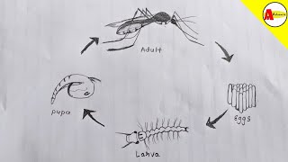 How to Draw Life Cycle of Mosquito Diagram [upl. by Ocihc]