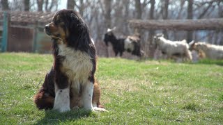 Using Guardian Dogs to Protect Farm Animals [upl. by Gold101]