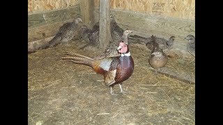 SHPF Breeding Ringneck Pheasants Ep2 [upl. by Whitney]