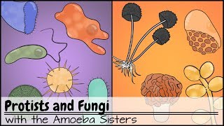 Protists and Fungi [upl. by Lon250]