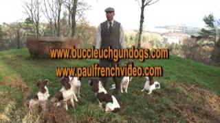 Complete Springer Spaniel Training Series [upl. by Nodnnarb]