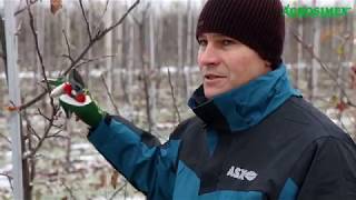 Zimowe cięcie jabłoni  Robert Binkiewicz  Agrosimex [upl. by Ellinehc]