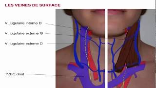 Les vaisseaux sanguins structure et fonction [upl. by Serles]