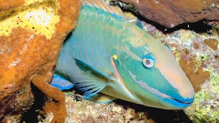 VIDEO Parrotfish Builds Mucus Cocoon for Protection During Sleep  Oceana [upl. by Jain]