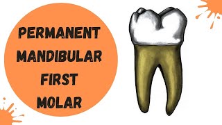 Permanent Mandibular First Molar  Dental Anatomy [upl. by Nunci204]